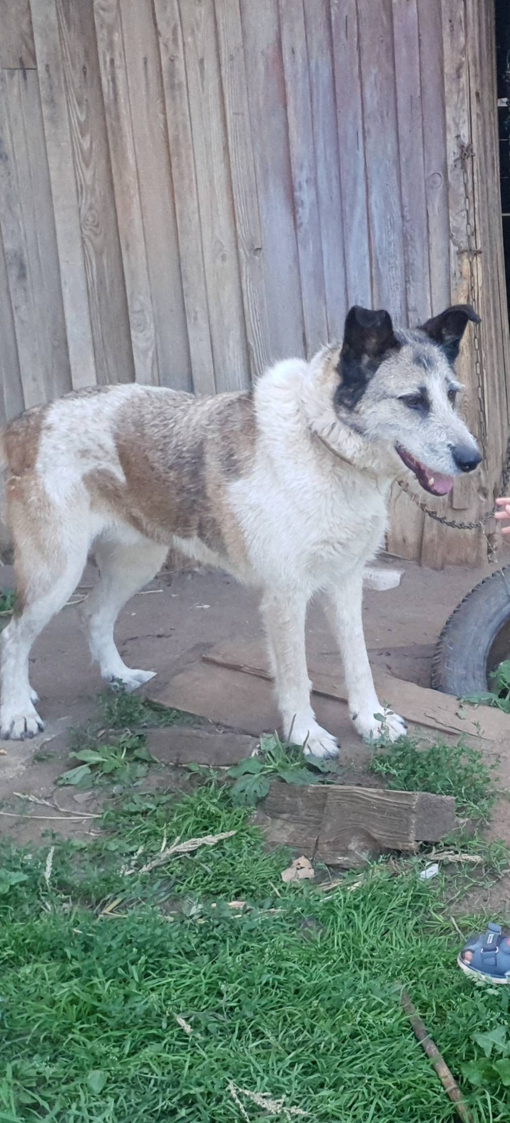 Пропала собака Лада, неизвестно место пропажи