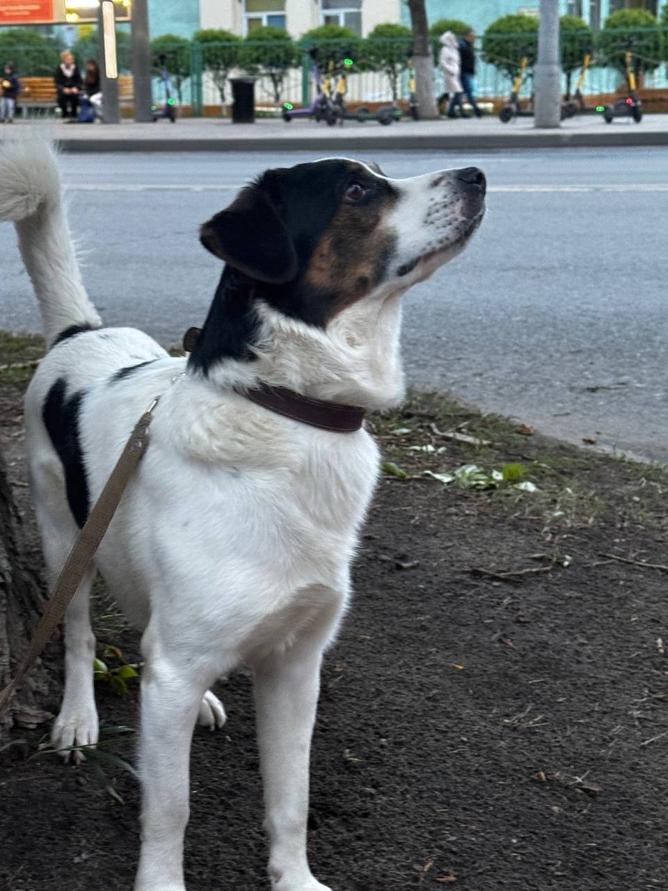 Пропал кобель, белый с черными и коричневыми пятнами, район ул. Дьяконова