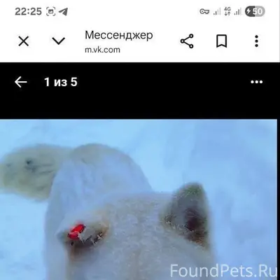 Пропала хаски, Раменское