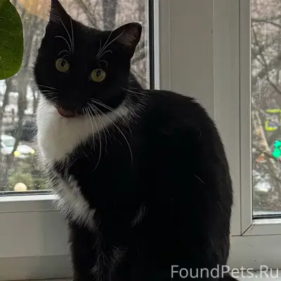 Пропала кошка, индустриальный район