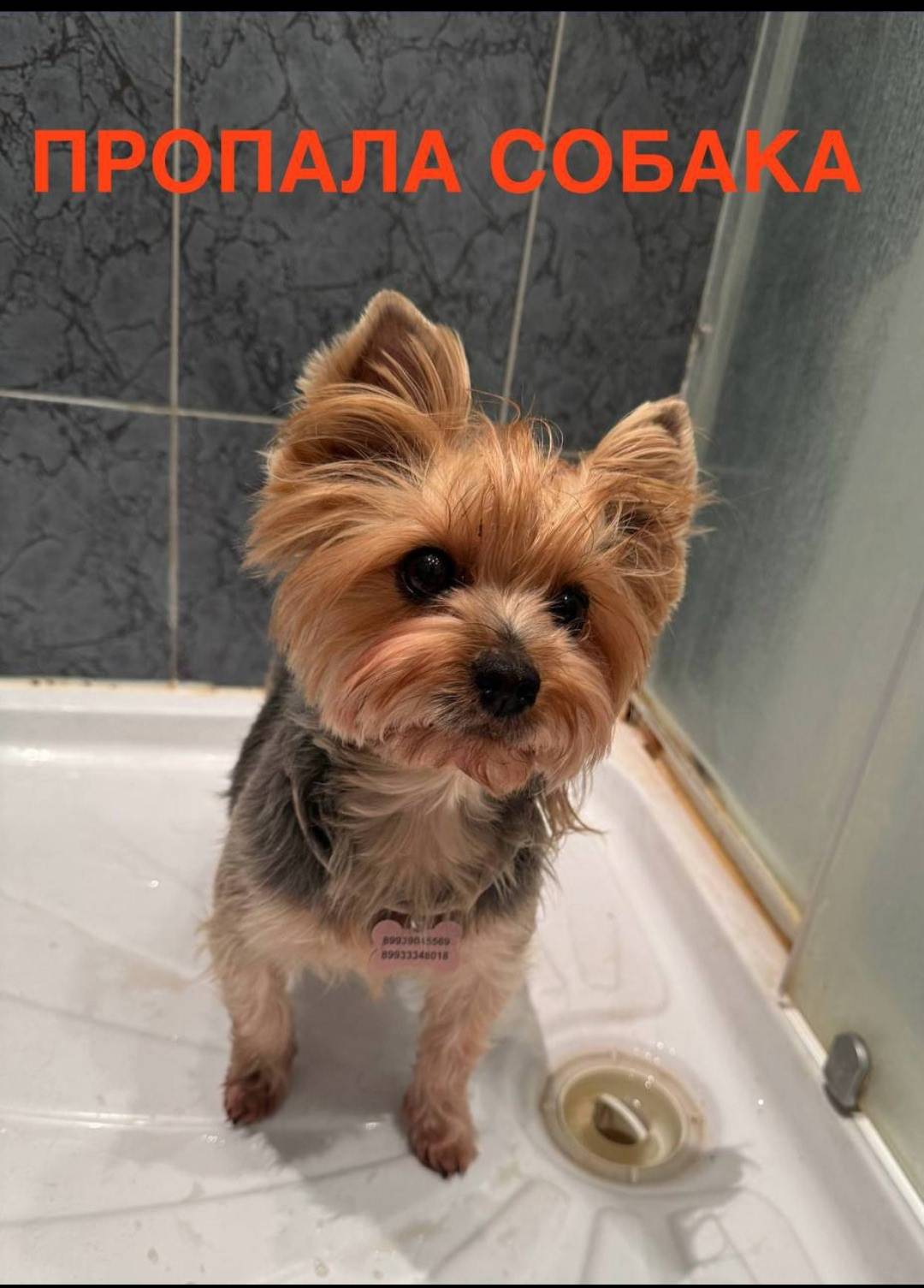 Пропала собака Яна, Марьино