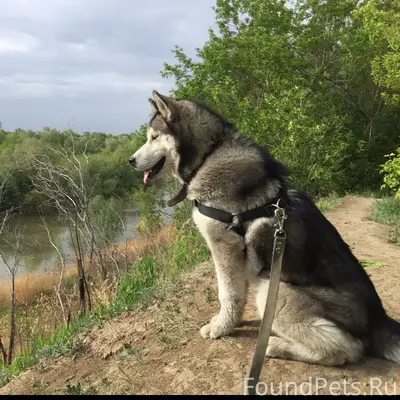 Пропал пёс, старый Кировск