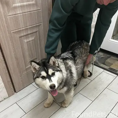 Найден тип собака, Попова 113Г