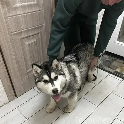 Найден тип собака, Попова 113