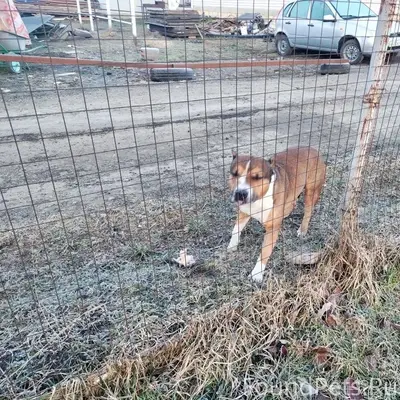 Найден пёс с купированными ушами и хвостом