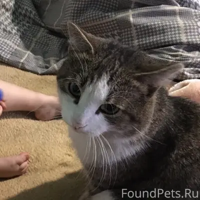 Пропали коты, Придорожная-Строителей