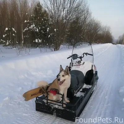 Пропала собака,