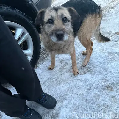 Найден пёс, местоположение неизвестно