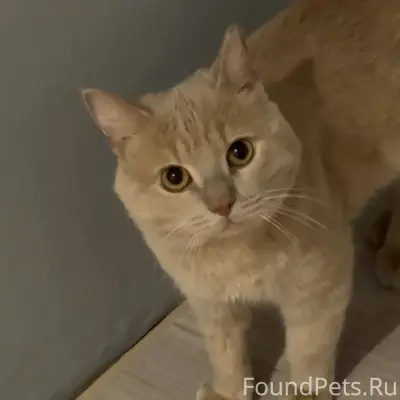 Найден кот, ищет новый дом