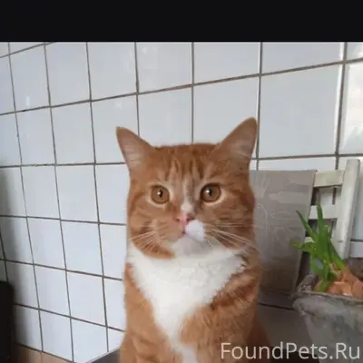 Пропал кот Кузя, ул. Цветочная