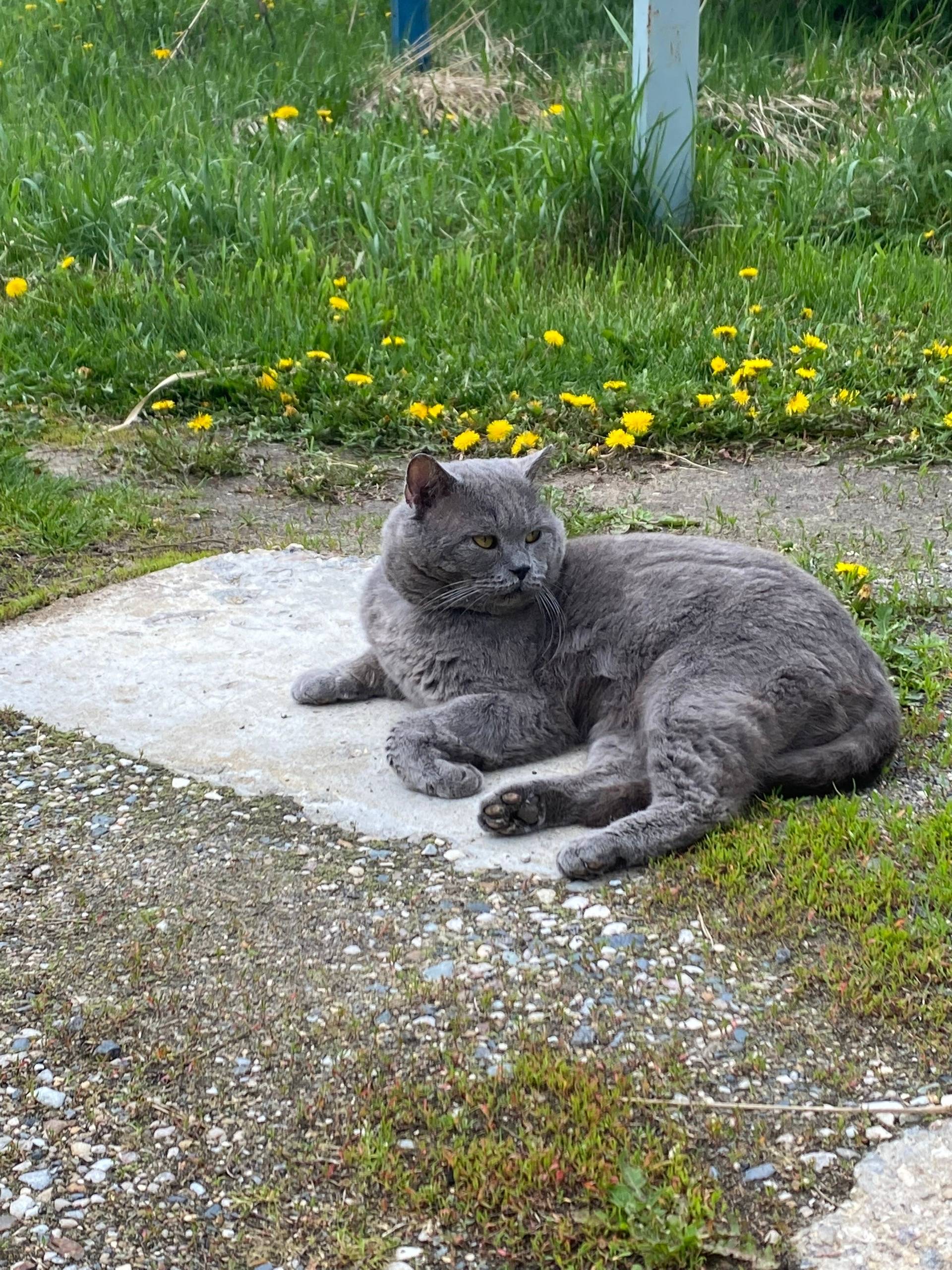 Пропал британский кот, Черноголовка