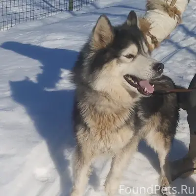 Найден щенок, розовый ошейник, Музей Поленово