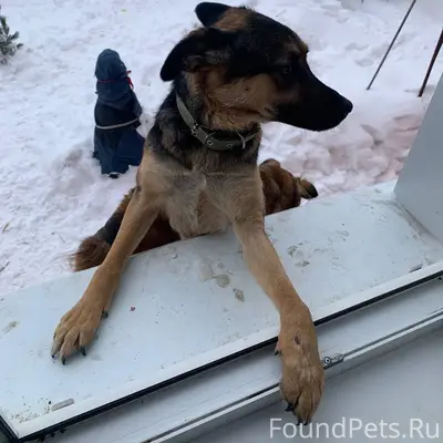 Пропала собака Ларка, район Гая