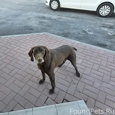 Найден пёс, Ростовское шоссе 12