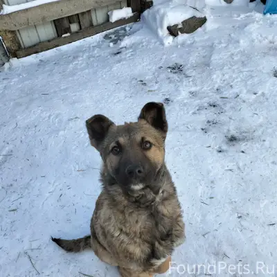 Найден щенок, район ул. Станционной
