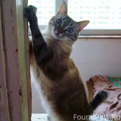 Пропал кот Кай, Пр-т Кирова