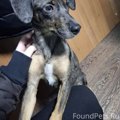 Найдена собака, ОбьГЭС