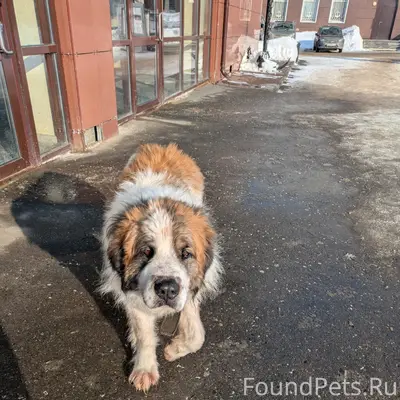 Найденна собака в ошейнике, хозяин найдись