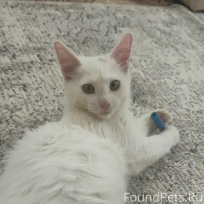 Пропал кот, Ворсма