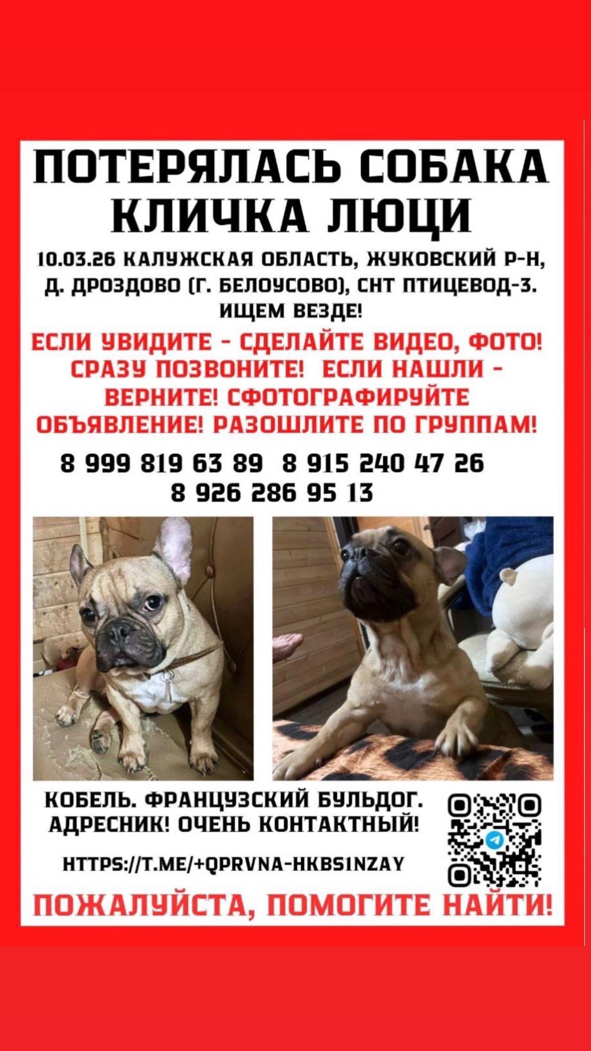 Пропал французский бульдог Люцифер, Белоусово