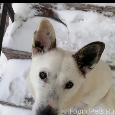 Пропала собака Бима, улица Лесозащитная