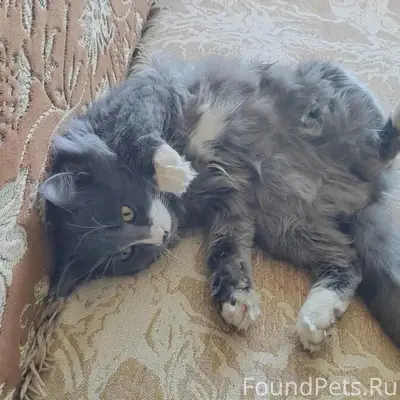 Пропал кот Пушок, пер. Энергетиков