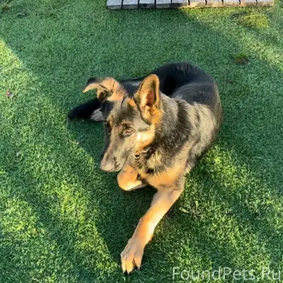 Пропала немецкая овчарка Шерри, Новая Мельница