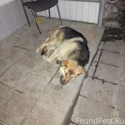 Найденна собака, [место: Старицкое шоссе]