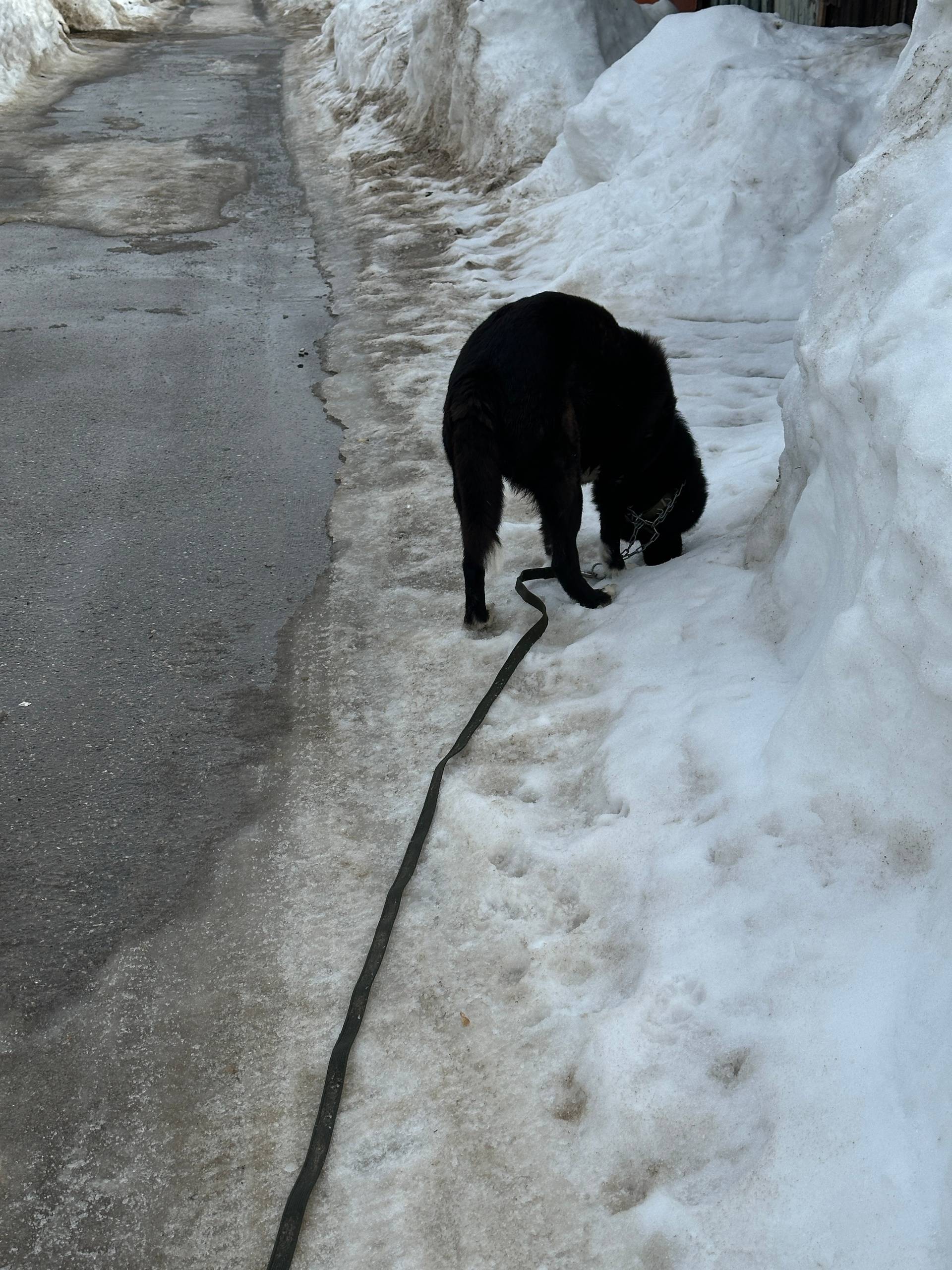 Найден кобель, улица Ясная