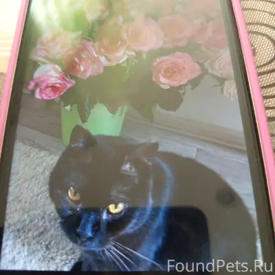 Пропал чёрный кот Марик, около поликлиники