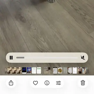 Пропала кошка, район завода им. Кирова