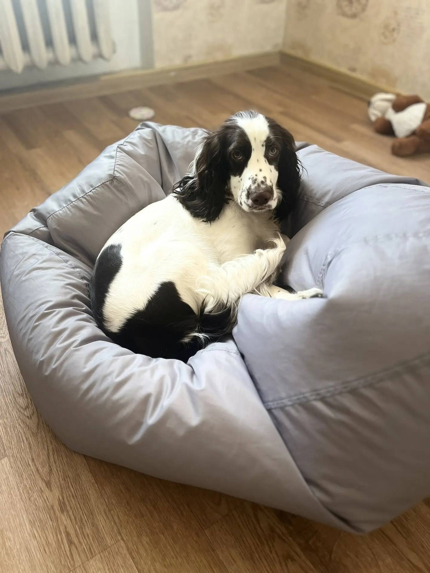 Пропала собака Джесси, 2 микрорайон