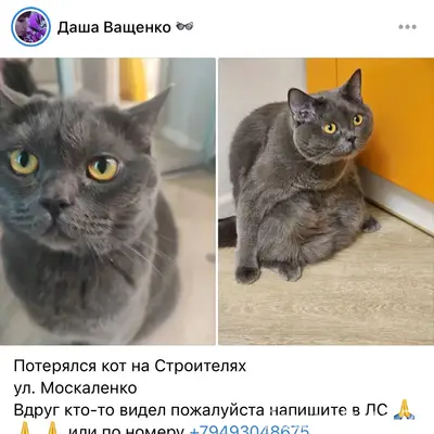 Пропал кот, Строители