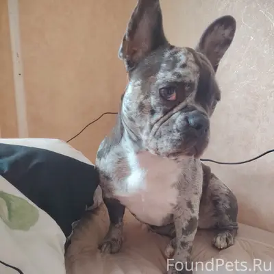 Пропала собака Харли, СНТ Мекензиевы горы