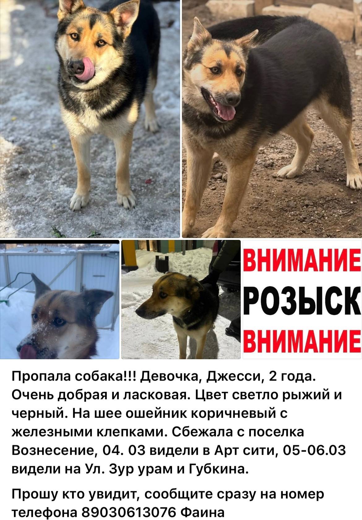 Пропала собака Джесси, п. Вознесение