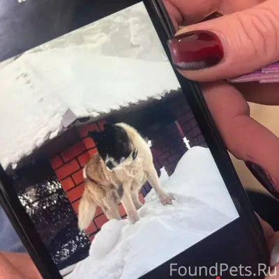 Пропал Акита-ину Арс, центр, Советская