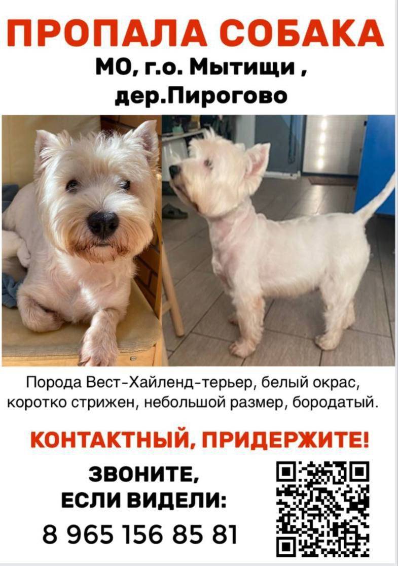 Пропала собака Мо, вест-хайленд терьер, Мытищи