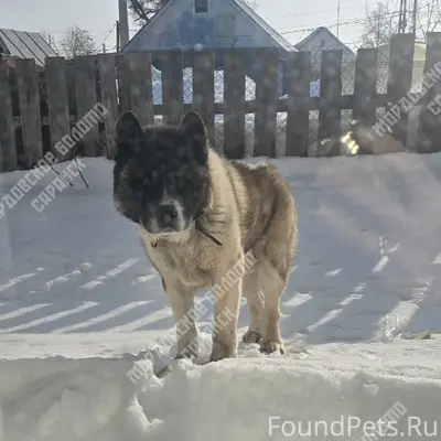 Пропал пёс, база по ул. Кутузова