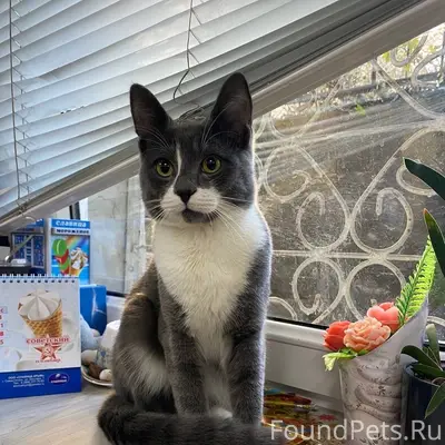 Найден кот, Севастополь