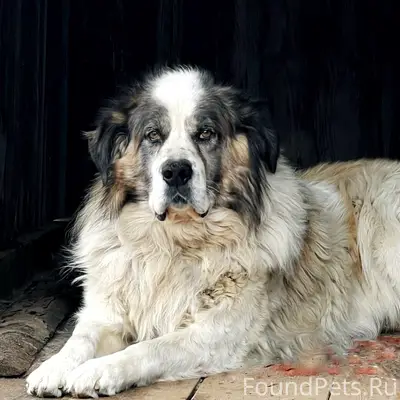 Пропала Московская Сторожевая овчарка Балу, поселок Зеленый