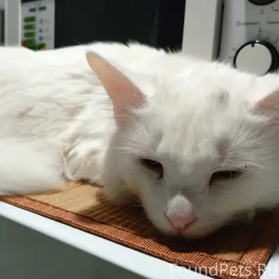 Пропал белый кот, Задубня