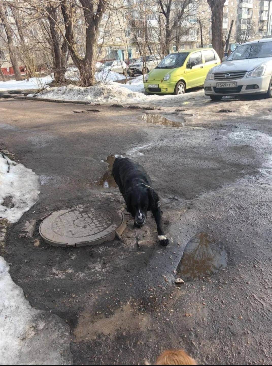 Пропал мальчик с ошейником, Скворцова-Степанова