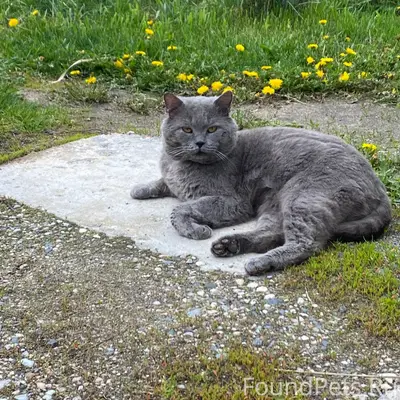 Пропал британский кот, Черноголовка