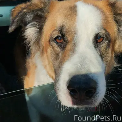 Пропал пёс Тайсон