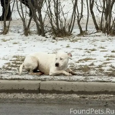 Найдена белая собака, Красноярск