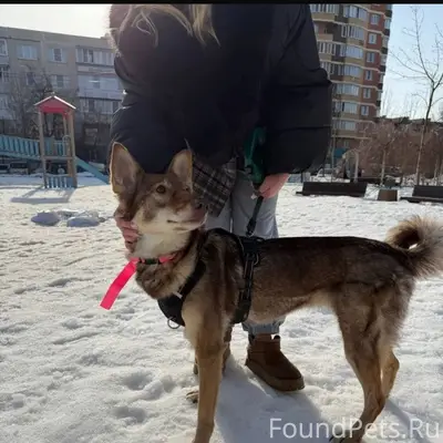 Найден щенок, Подмосковные Островцы