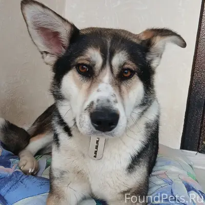 Пропала собака Лапа, улица Лазурная, посёлок Лесное 2