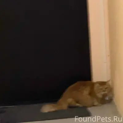 Найден рыжий кот, ул. Белогорская