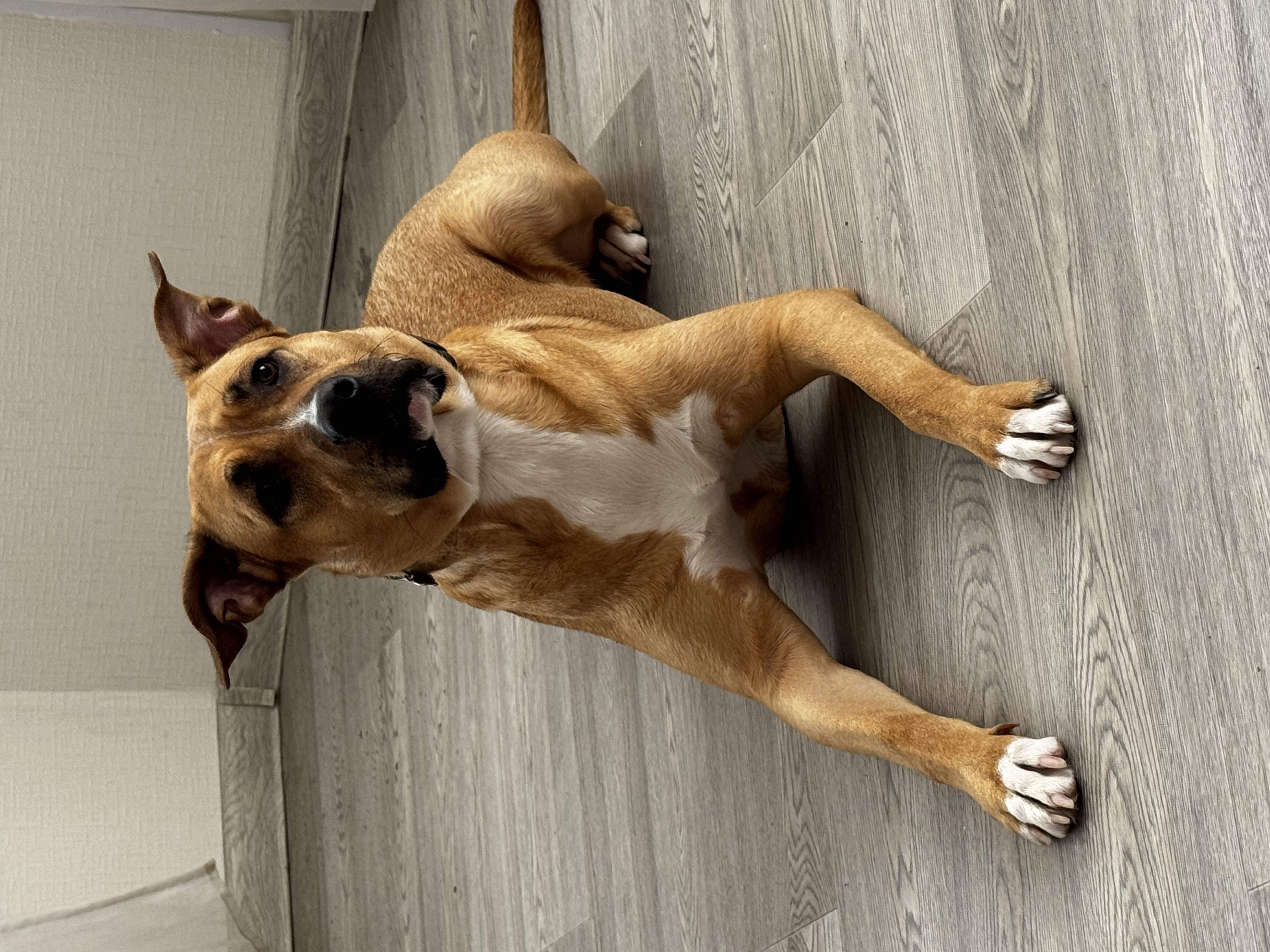 Потерялась собака 