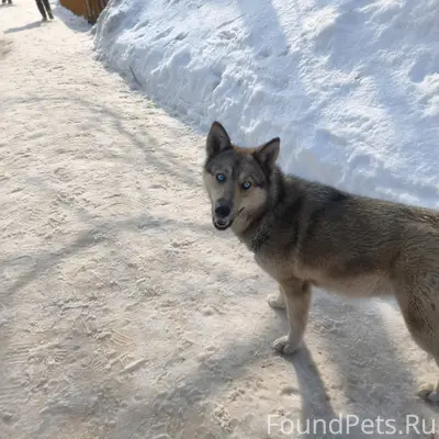 Найденна собака, Малмыж